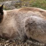 Picture of cat lost at Plobannalec Lesconil