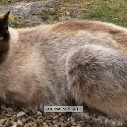 Photo 1/1 MELBA Chat lost in Plobannalec lesconil