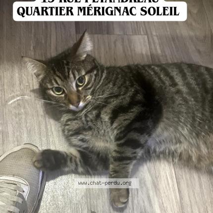 Photo 1/1 Reunited cat Lost in Merignac