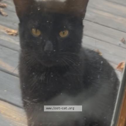 Photo 1/1 Sebastian Chat lost in Pittsburgh