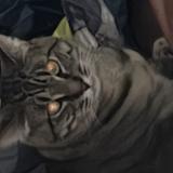 Picture of cat lost at Medical Lake