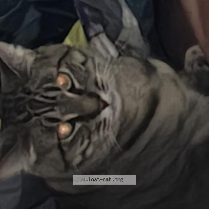 Photo 1/1 Misfit Chat lost in Medical lake