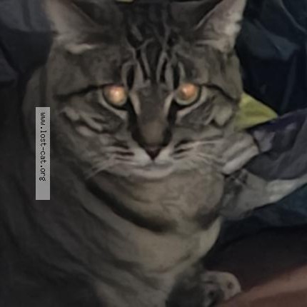 Photo 1/1 Misfit Cat lost in Medical Lake