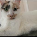 Picture of cat lost at Flint