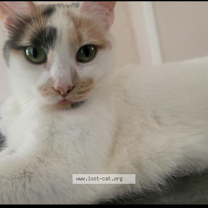 Photo 1/1 Ling ling Chat lost in Flint