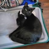 Picture of cat lost at Phoenix