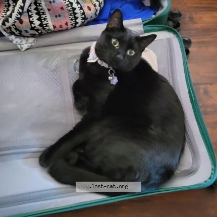 Photo 1/1 Minky Chat lost in Phoenix