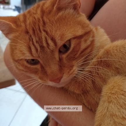 Photo 1/1 Neko Chat lost in Toulouse