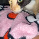 Picture of cat lost at Palm Beach County