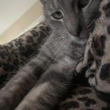 Picture of cat lost at New Carlisle