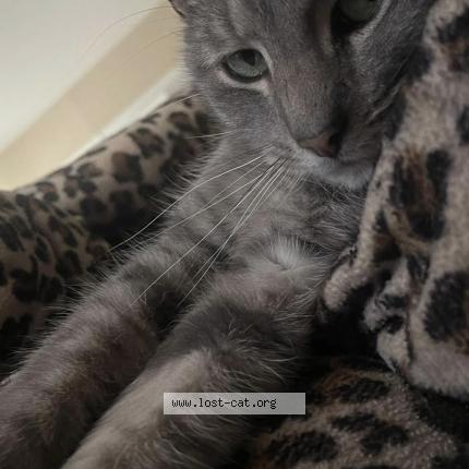 Photo 1/1 Thumbkin Chat lost in New carlisle