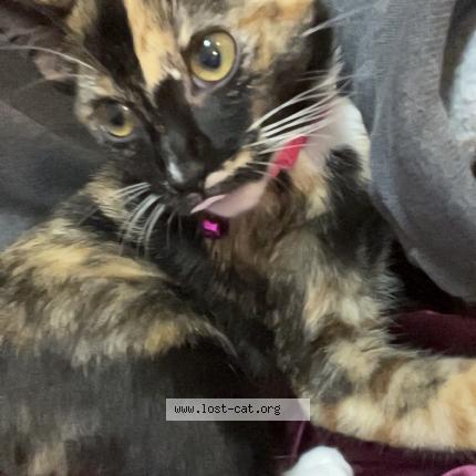 Photo 1/1 Freya Chat lost in Summerville