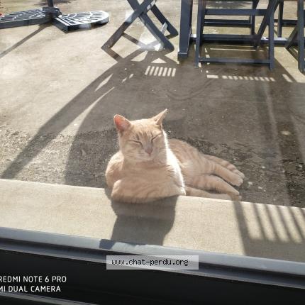 Photo 1/1 Scratch Chat lost in Pleslin trigavou