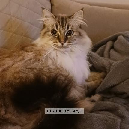 Photo 1/1 Roxane Chat lost in Saint brieuc