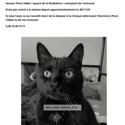 Photo 1/1 Kawenn Chat lost in Pont l abbe