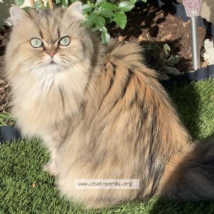 Photo 1/1 Na&iuml;s Chat lost in Puyricard