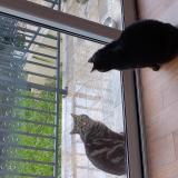 Picture of cat found at Vitry Sur Seine