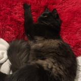 Picture of cat lost at Lisses