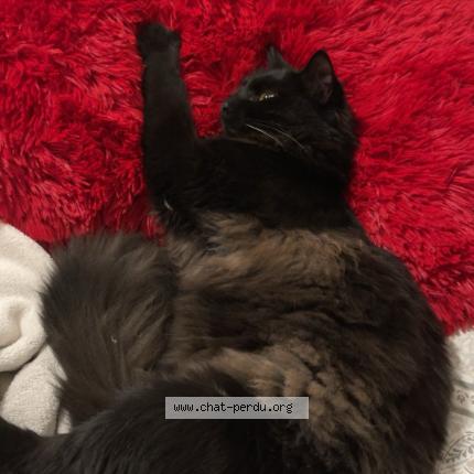 Photo 1/2 Aïko Chat lost in Lisses