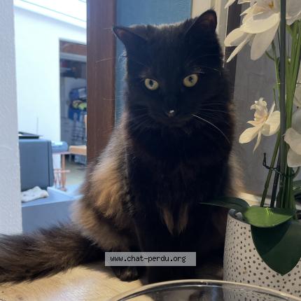 Photo 2/2 Aïko Chat lost in Lisses