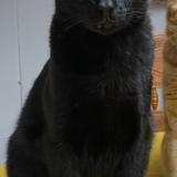 Picture of cat lost at Wylie