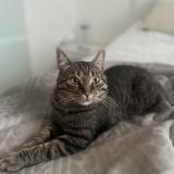 Picture of cat lost at Molenbeek