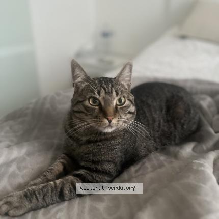 Photo 1/1 Cookie Chat lost in Molenbeek