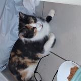 Picture of cat found at Antibes