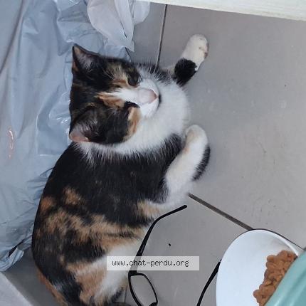 Photo 1/1 Found cat Found in Antibes