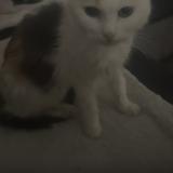 Picture of cat lost at Epinal