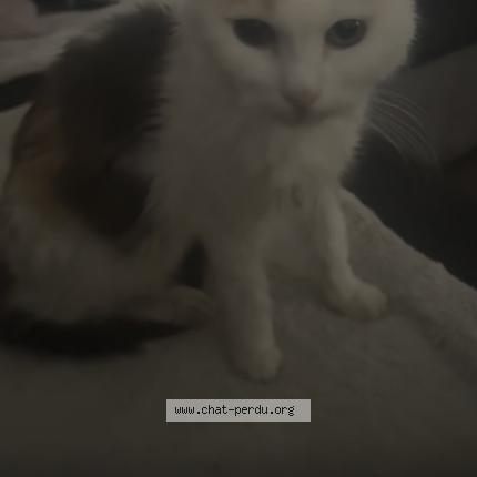 Photo 1/1 Chipette Chat lost in Epinal