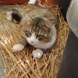 Picture of cat lost at Nice