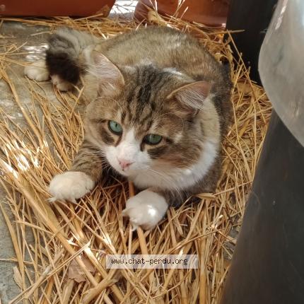 Photo 1/1 Rominé Chat lost in Nice