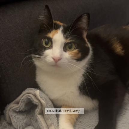 Photo 1/1 Shina Chat lost in Nimes