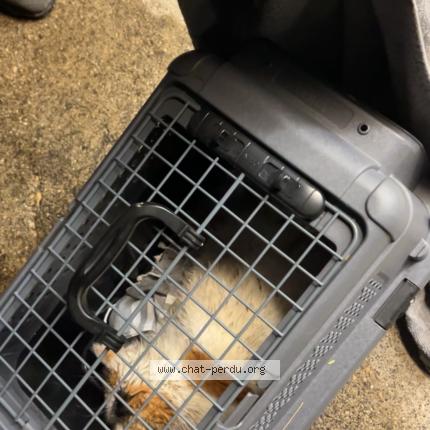 Photo 1/1 Found cat Found in Vallorbe