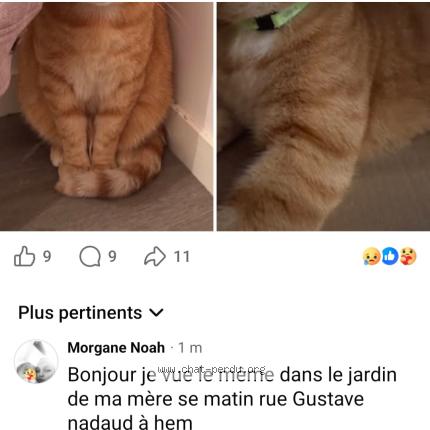 Photo 1/1 Sam Chat lost in Hem