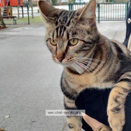 Photo 1/1 Found cat Found in Besancon