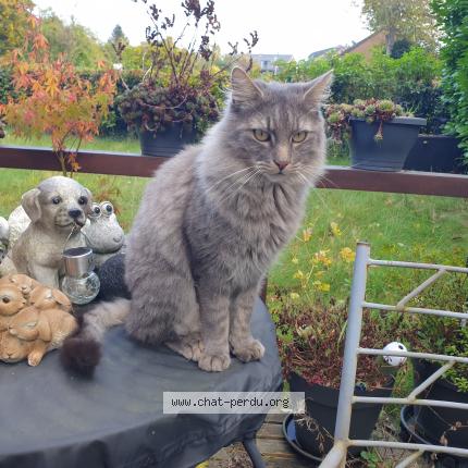 Photo 1/1 Akhenaton Chat lost in Marche en famenne