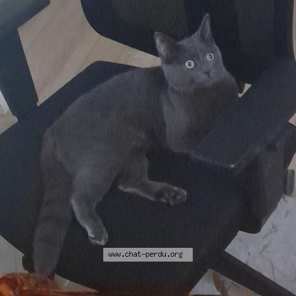 Photo 1/1 Bessane Chat lost in Villepinte