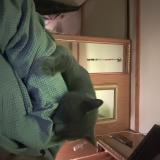 Picture of cat lost at Carnesville