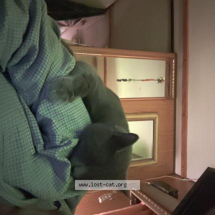 Photo 1/1 Bubba Chat lost in Carnesville