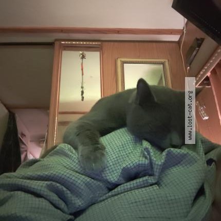 Photo 1/1 Bubba Cat lost in Carnesville