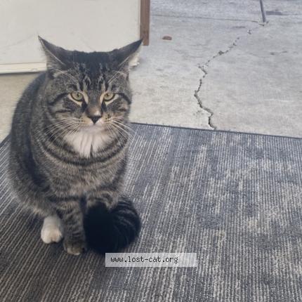 Photo 1/1 Found cat Found in Edmonton