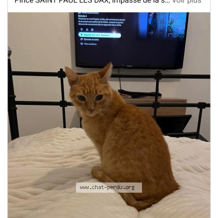 Photo 1/1 Chouki Chat lost in Saint paul les dax