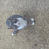 Picture of cat found at Cezy