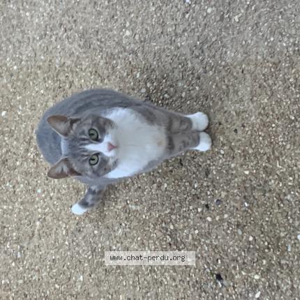 Photo 1/1 Found cat Found in Cezy