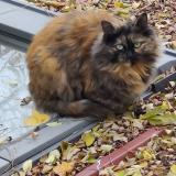 Picture of cat found at Gonesse