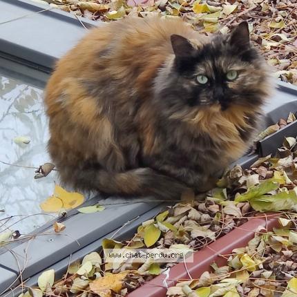 Photo 1/1 Found cat Found in Gonesse