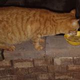 Picture of cat lost at Vero Beach