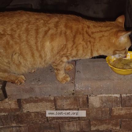 Photo 1/1 Buddy Chat lost in Vero beach